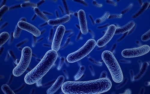 Nghiên cứu thành phần lợi khuẩn Bacillus Clausii trong Men phức hợp D3 Bebugold